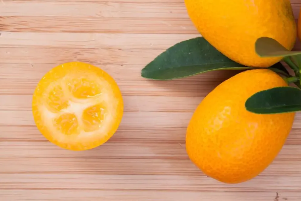 Citrus japonica (Chinese kumquat)