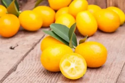 Citrus japonica (Chinese kumquat)