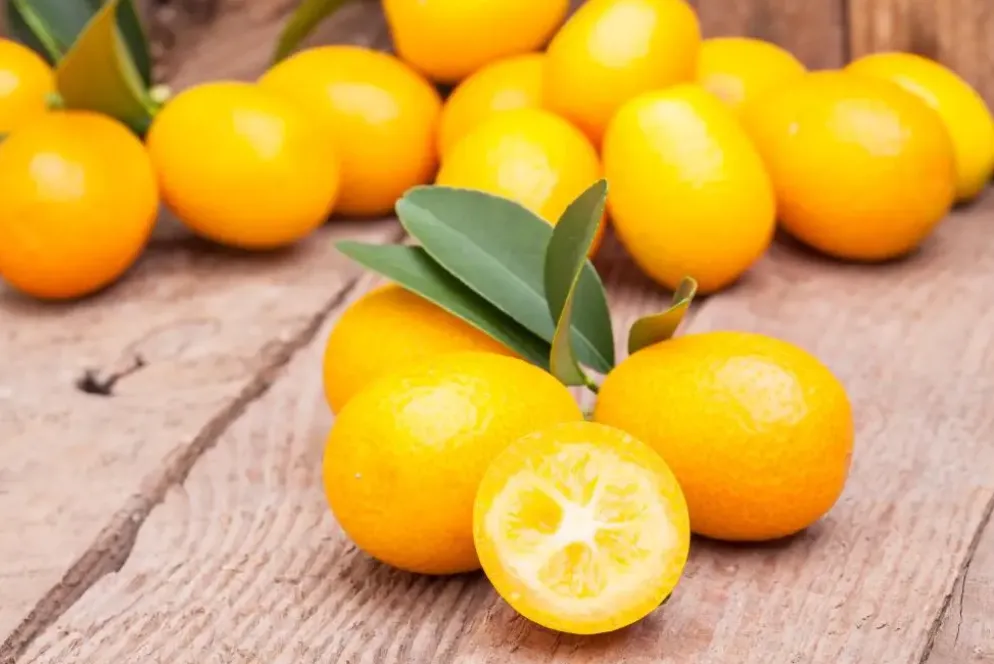 Citrus japonica (Chinese kumquat)