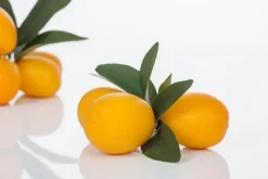 Citrus japonica (Chinese kumquat)