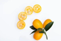 Citrus japonica (Chinese kumquat)