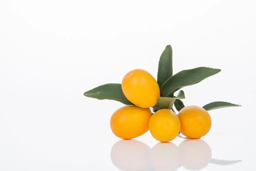 Citrus japonica (Chinese kumquat)