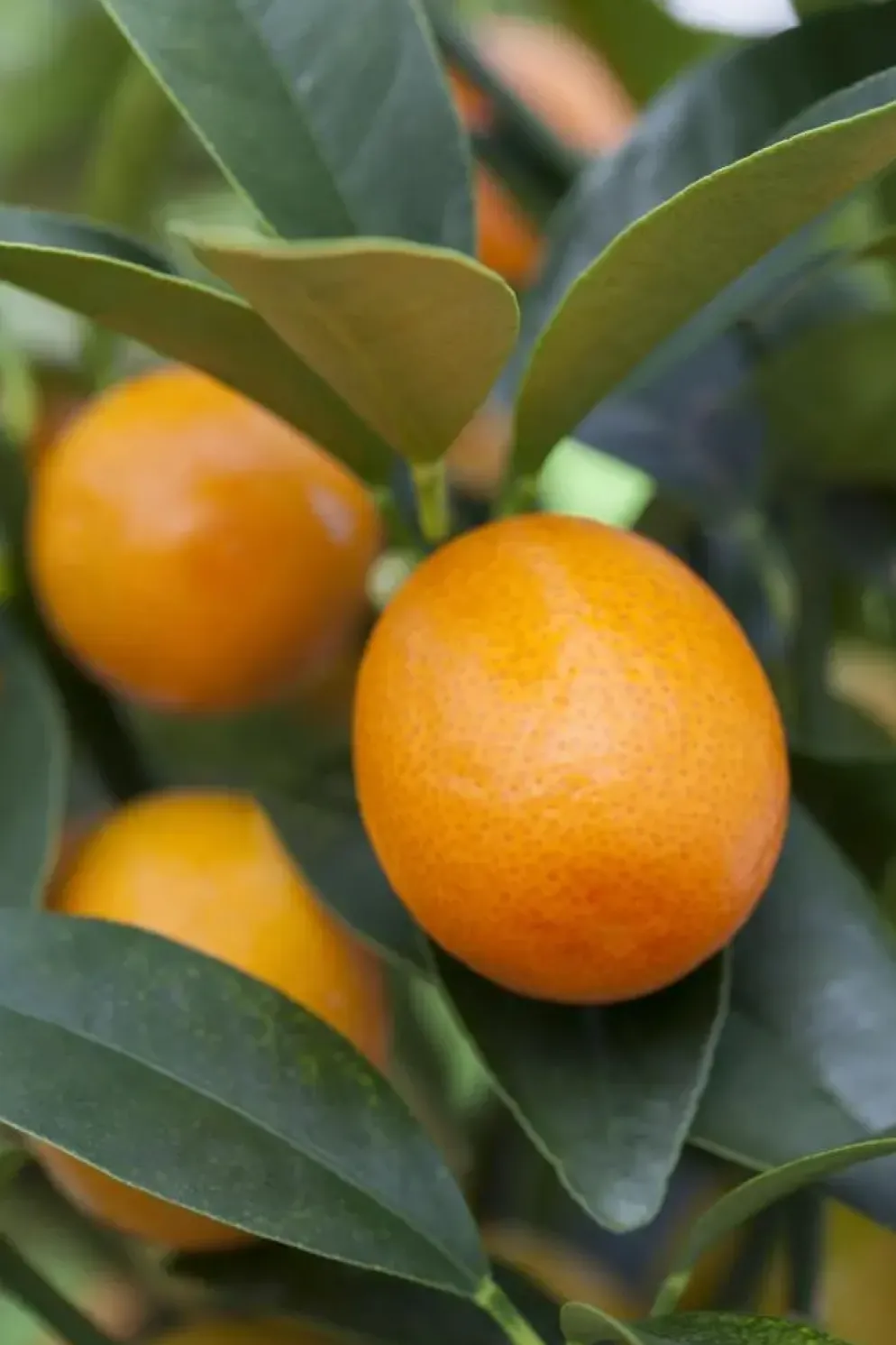 Citrus japonica (Chinese kumquat)