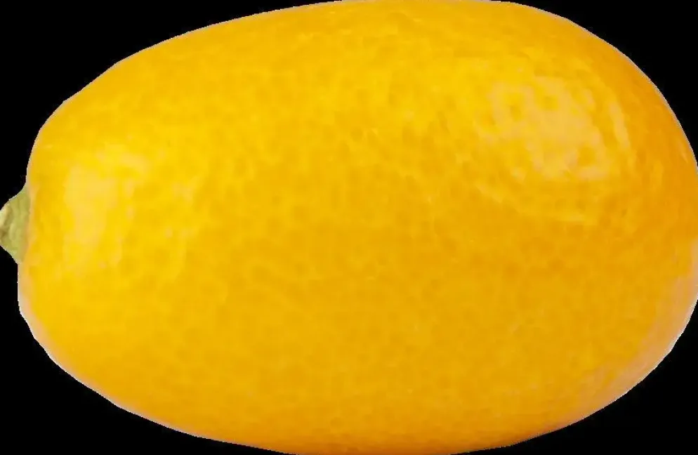 Citrus japonica (Chinese kumquat)