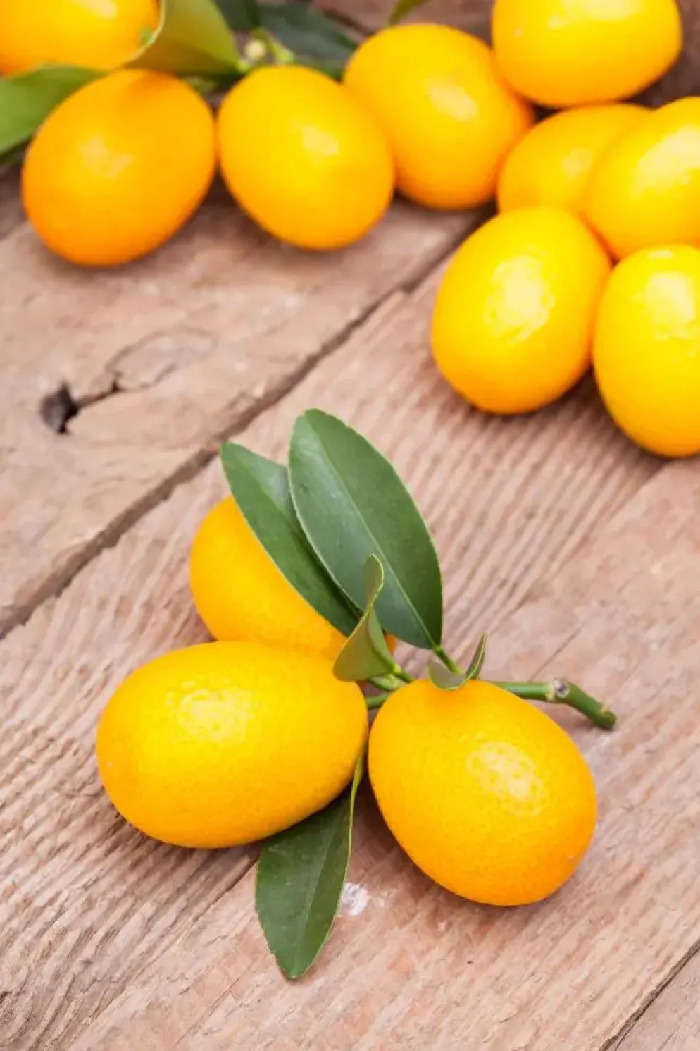 Citrus japonica (Chinese kumquat)
