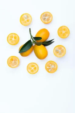 Citrus japonica (Chinese kumquat)