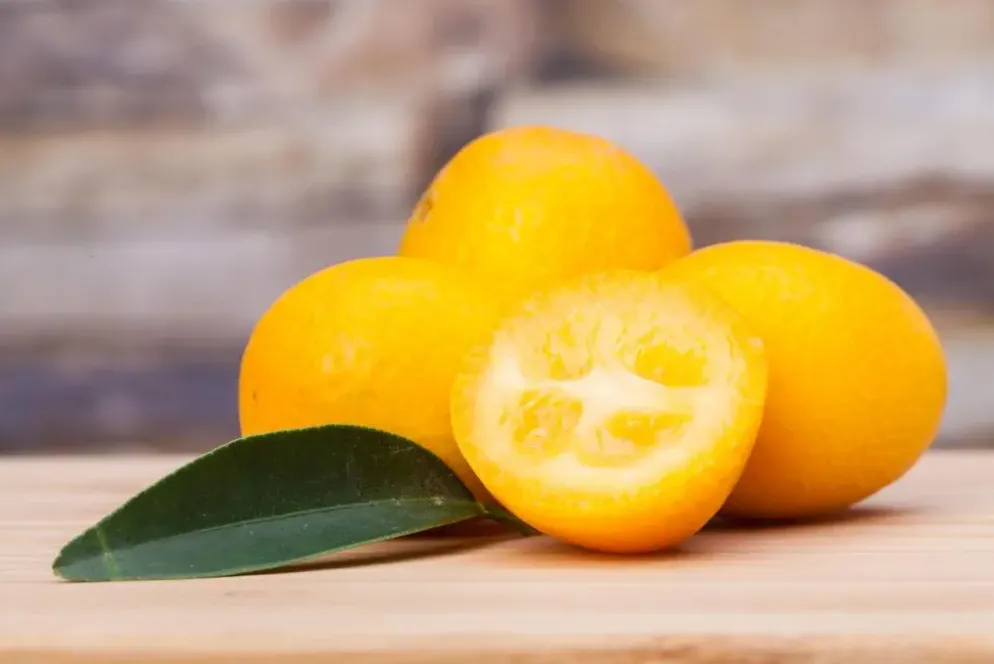 Citrus japonica (Chinese kumquat)