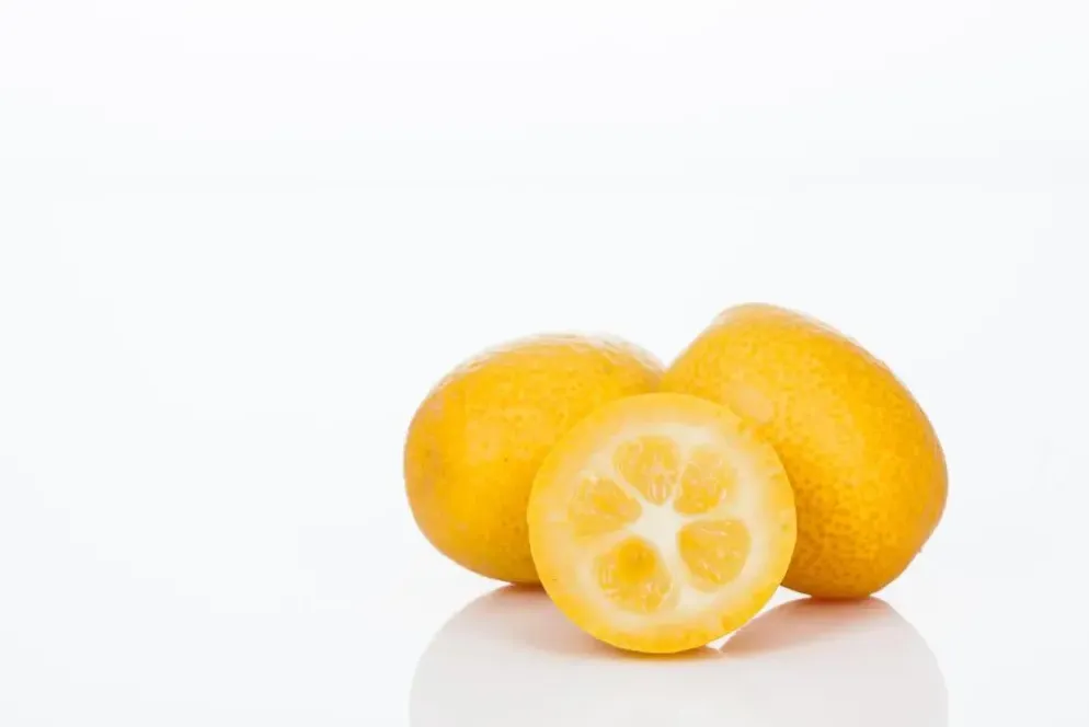 Citrus japonica (Chinese kumquat)