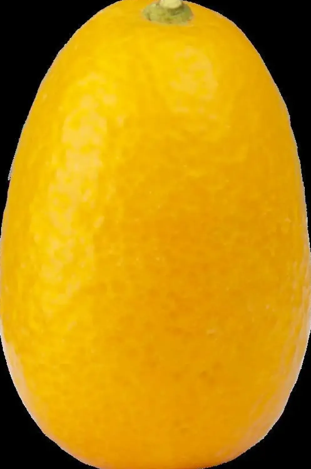 Citrus japonica (Chinese kumquat)