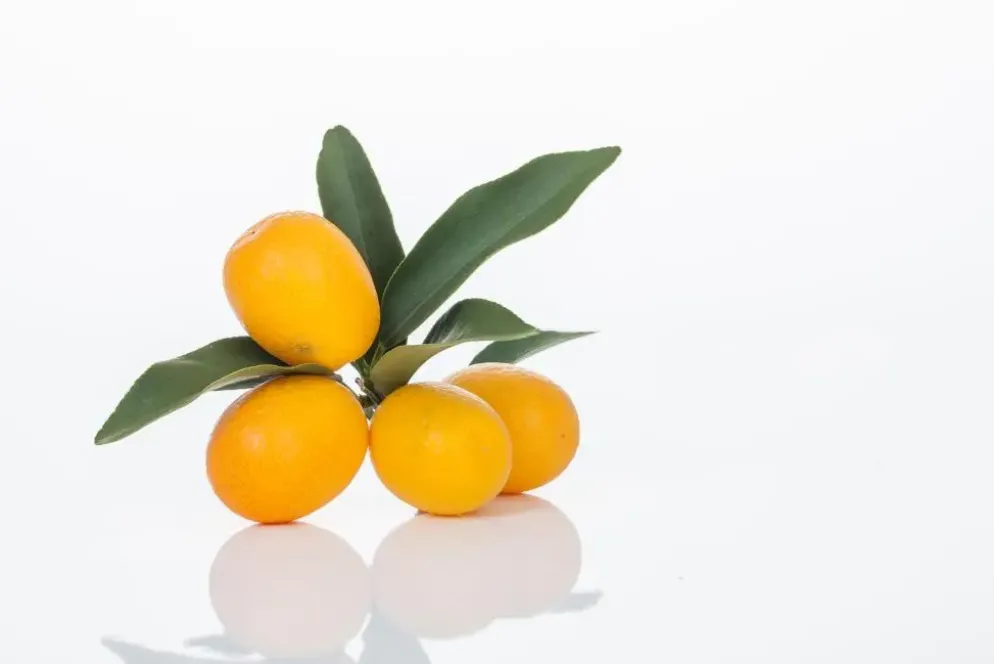 Citrus japonica (Chinese kumquat)