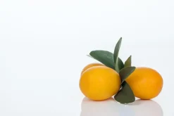 Citrus japonica (Chinese kumquat)
