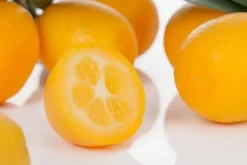 Citrus japonica (Chinese kumquat)