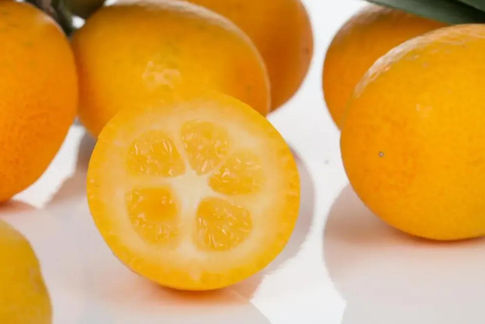 Citrus japonica (Chinese kumquat)