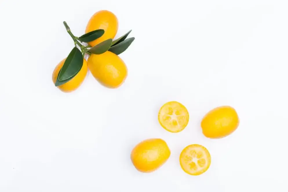 Citrus japonica (Chinese kumquat)