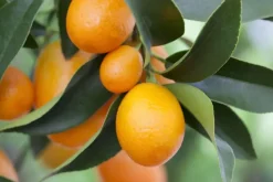 Citrus japonica (Chinese kumquat)