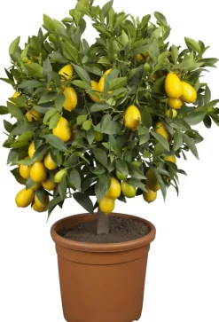 Citrus limon x fortunella japonica, Stamm (Citroen)