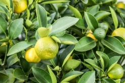 Citrus limon x fortunella japonica, Stamm (Citroen)