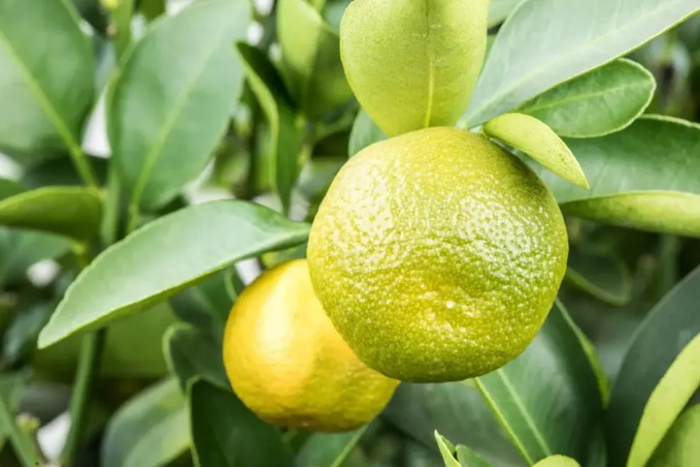 Citrus limon x fortunella japonica, Stamm (Citroen)