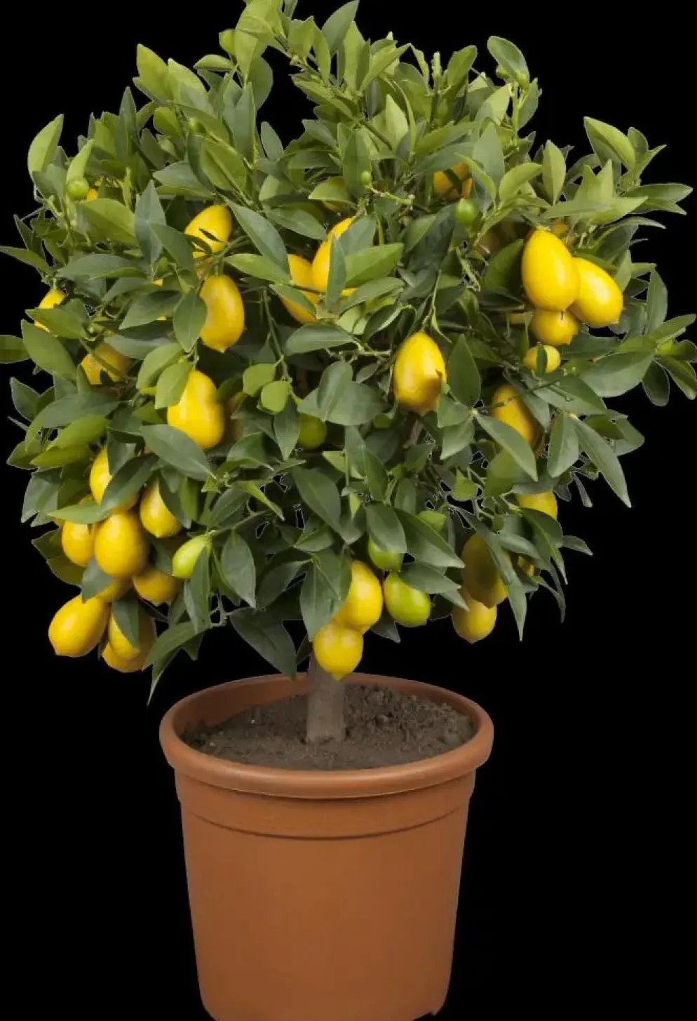 Citrus limon x fortunella japonica, Stamm (Citroen)