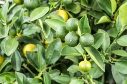 Citrus limon x fortunella japonica, Stamm (Citroen)