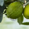 Citrus x aurantifolia (Citroenboom)