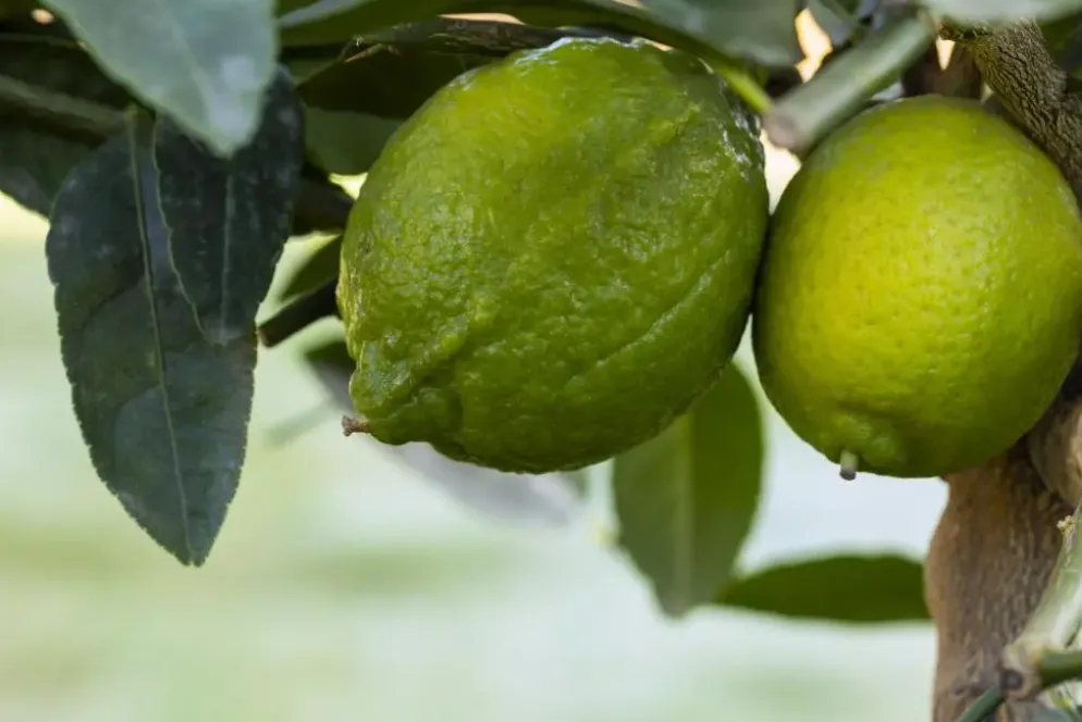 Citrus x aurantifolia (Citroenboom)
