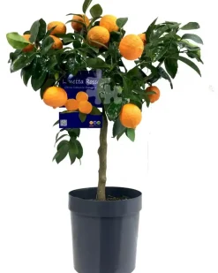 Citrus x aurantifolia (Citroenboom)