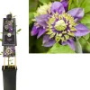 Clematis florida 'Taiga' PBR (Bosrank) klimplant