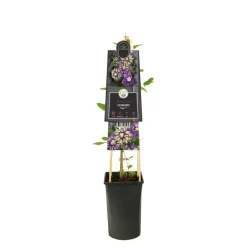 Clematis florida 'Taiga' PBR (Bosrank) klimplant