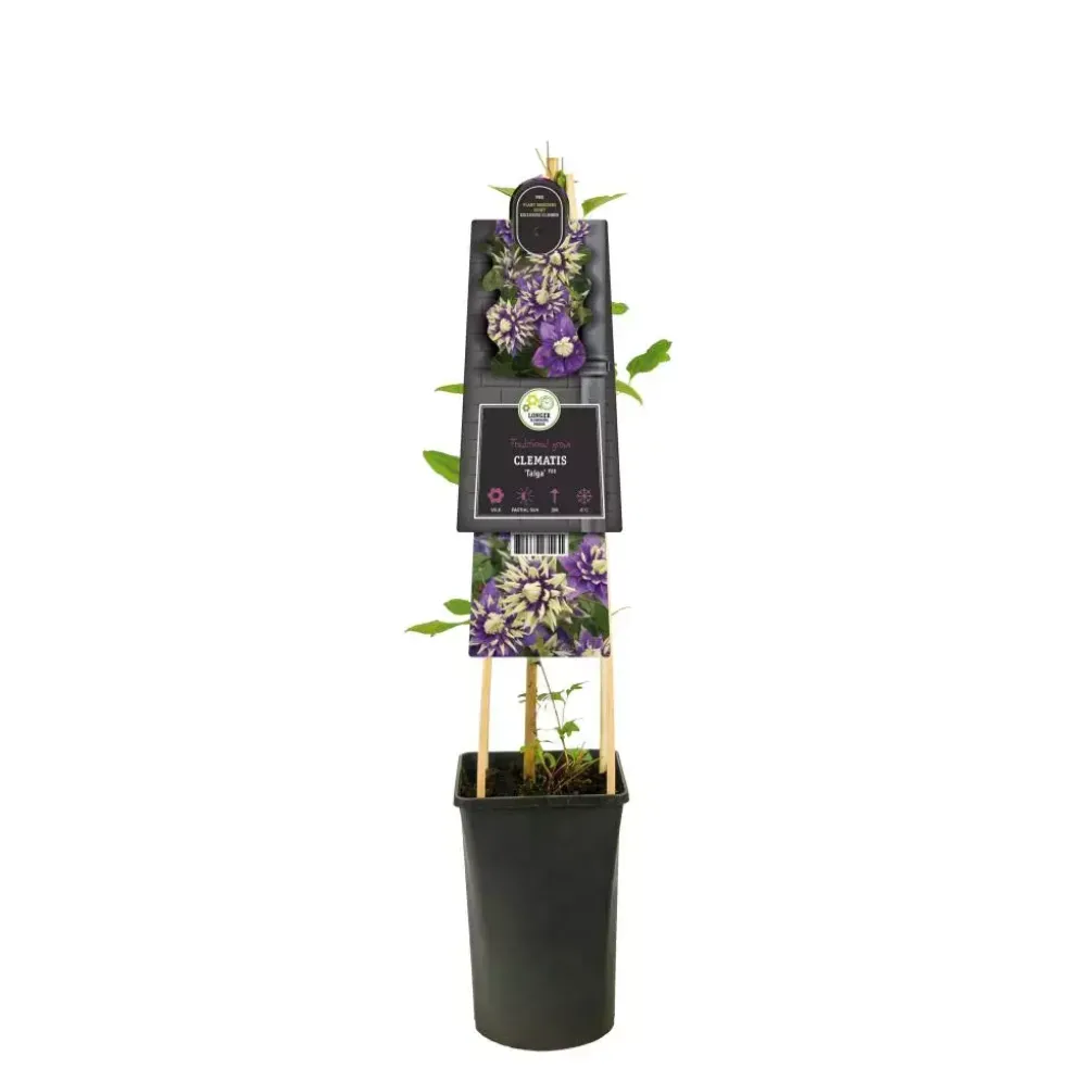 Clematis florida 'Taiga' PBR (Bosrank) klimplant