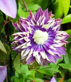 Clematis florida 'Taiga' PBR (Bosrank) klimplant