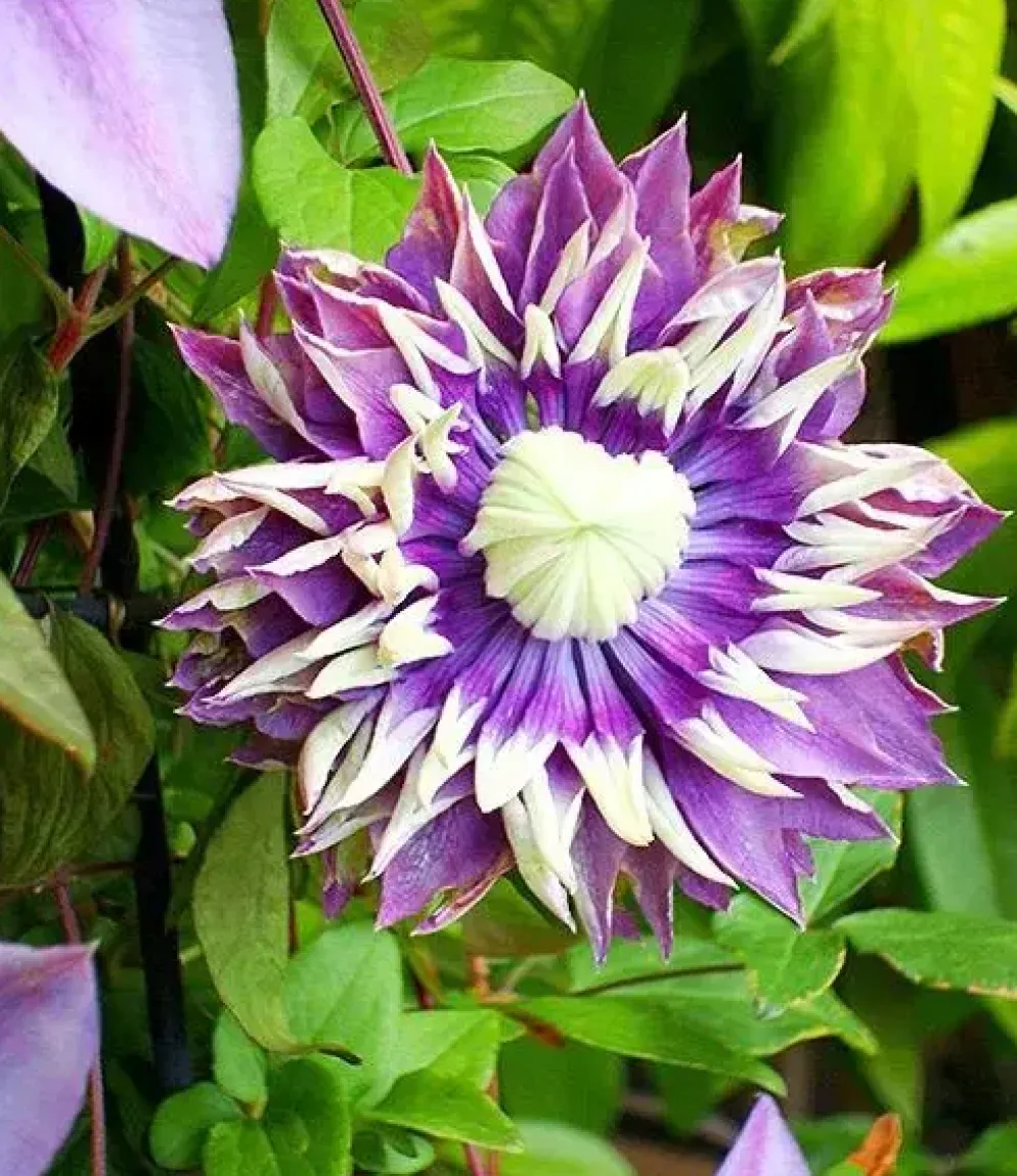 Clematis florida 'Taiga' PBR (Bosrank) klimplant