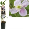 Clematis montana Pink Perfection' (Bosrank) klimplant