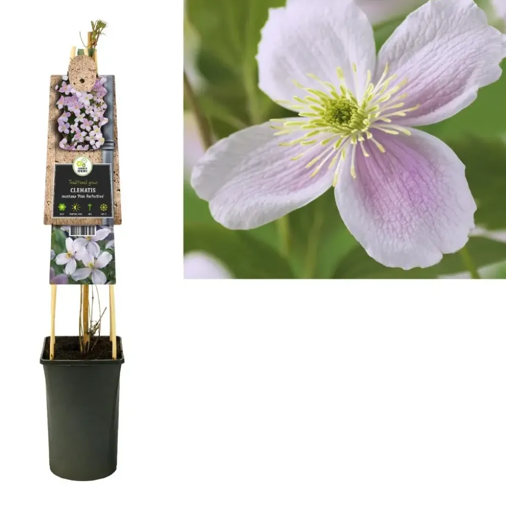 Clematis montana Pink Perfection' (Bosrank) klimplant