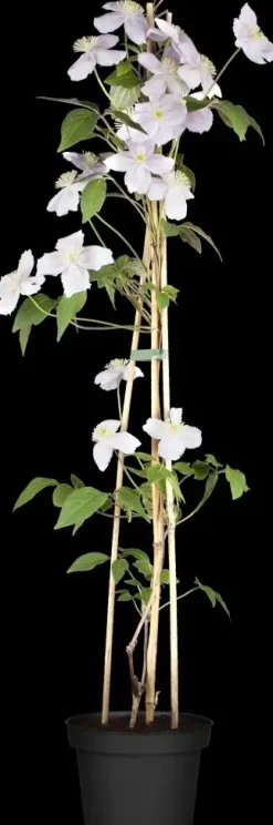 Clematis montana Pink Perfection' (Bosrank) klimplant