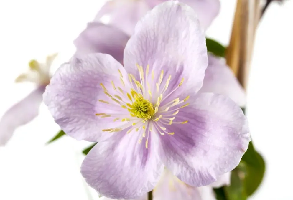 Clematis montana Pink Perfection' (Bosrank) klimplant
