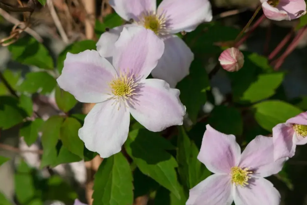 Clematis montana Pink Perfection' (Bosrank) klimplant