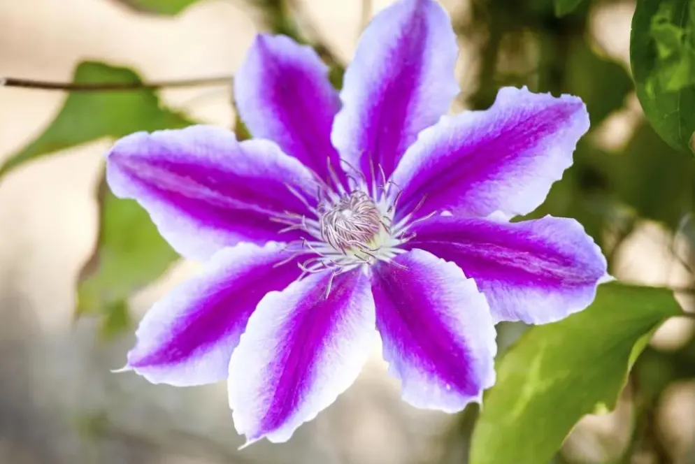 Clematis Pernille PBR (Bosrank) klimplant