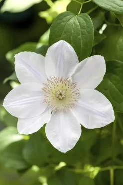 Clematis Pernille PBR (Bosrank) klimplant