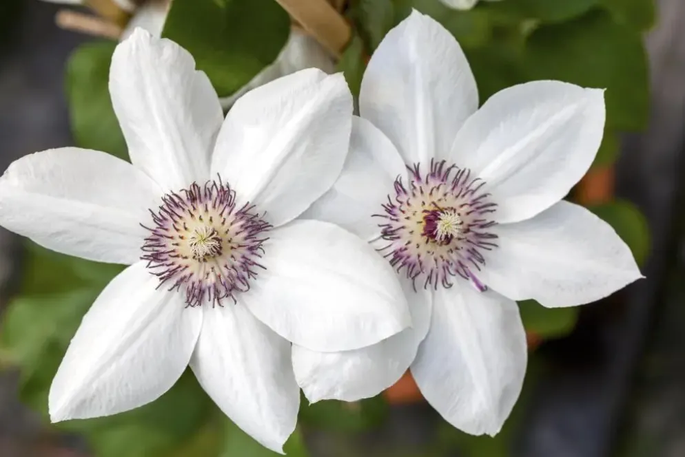 Clematis Pernille PBR (Bosrank) klimplant