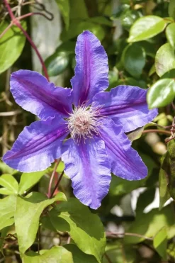 Clematis Pernille PBR (Bosrank) klimplant