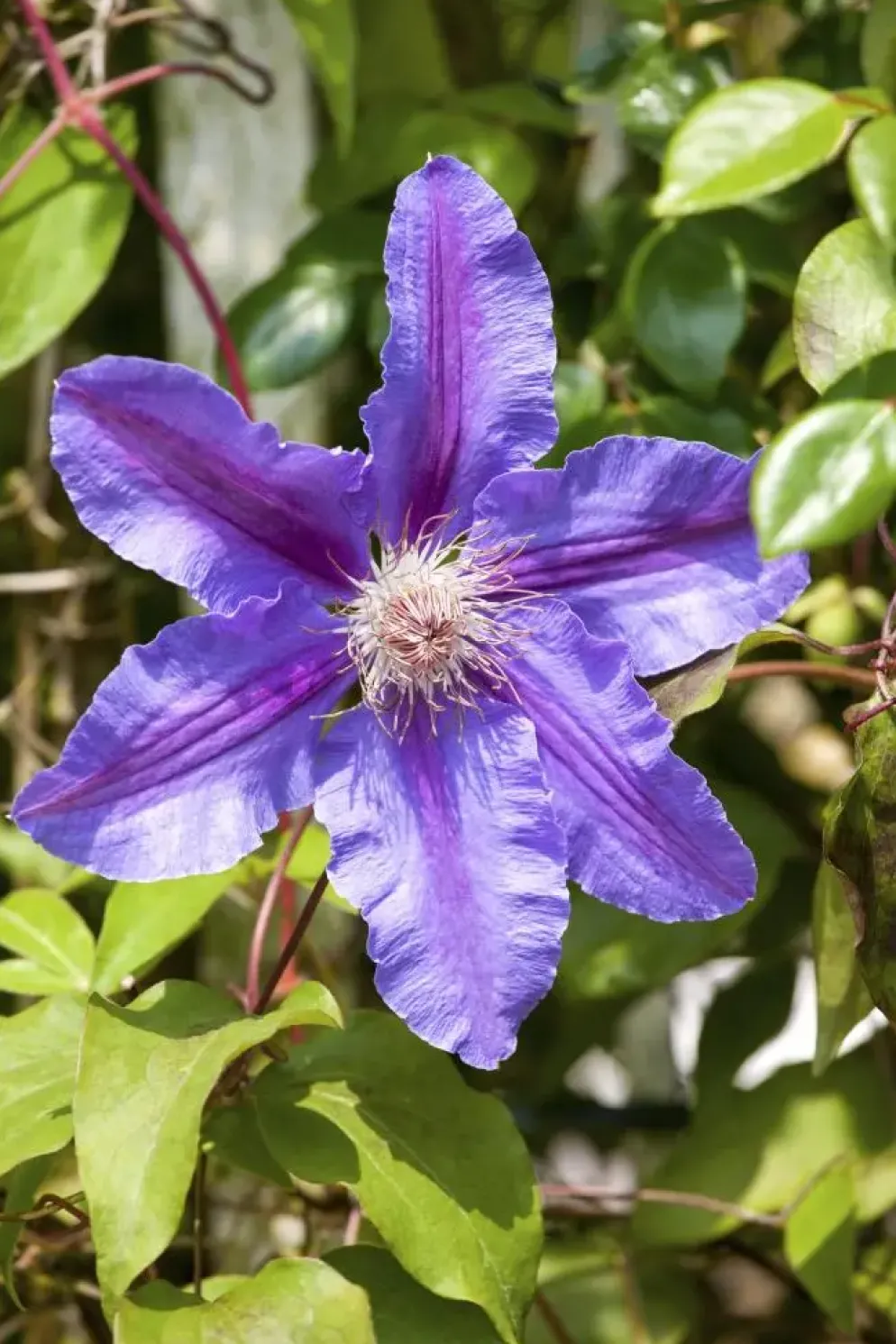 Clematis Pernille PBR (Bosrank) klimplant