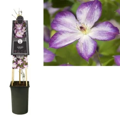 Clematis Pernille PBR (Bosrank) klimplant