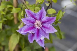 Clematis Pernille PBR (Bosrank) klimplant