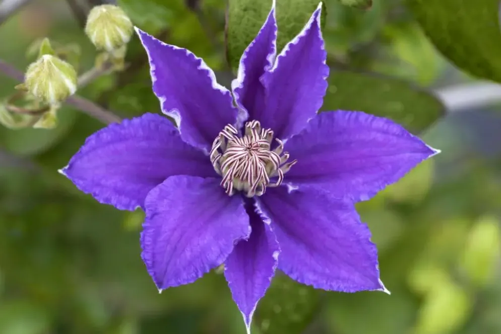 Clematis Pernille PBR (Bosrank) klimplant