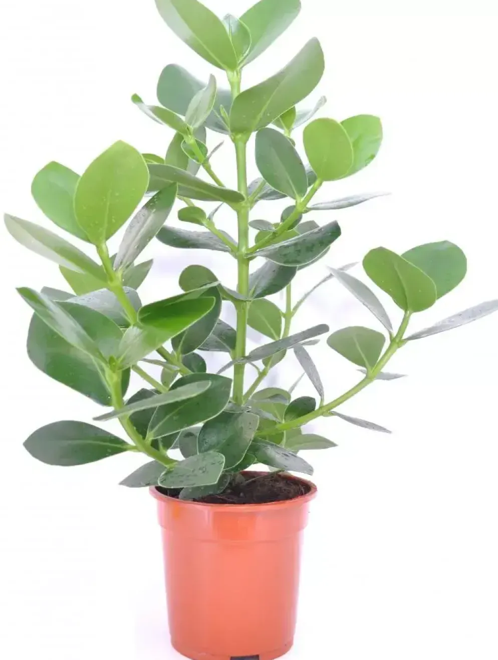 Clusia rosea (Appelvijg) 50cm