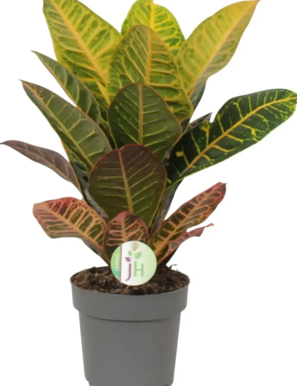 Codiaeum variegatum 'Petra' (Croton) 50cm