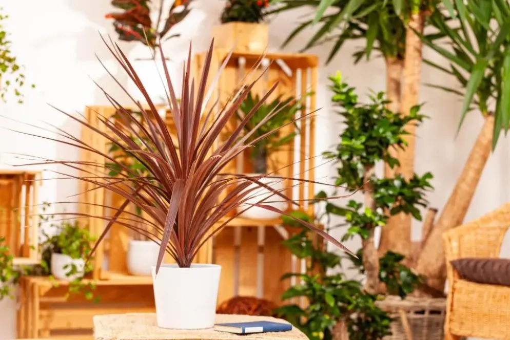 Cordyline australis 'Superstar' (Koolpalm 'Superstar')