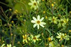 Coreopsis (Meisjesogen)
