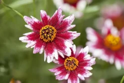Coreopsis redshift (Meisjesogen)